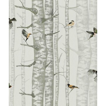 Birch Trees Silvester 9500042