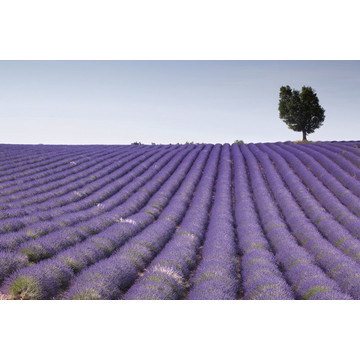 Lavender Field MS-5-0088