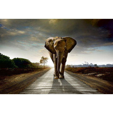 Walking Elephant MS-5-0225