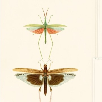 Entomology WP20233