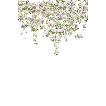 Clematis Mural White