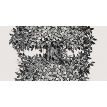 Wiola Gråsten Hassel 9818W (kuvatapetti)