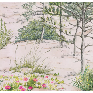 sand dune CASELIO_106377037_closeup