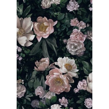 New Dawn Rose 7234