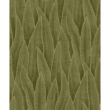Sansevieria RIOC 20183 78 07