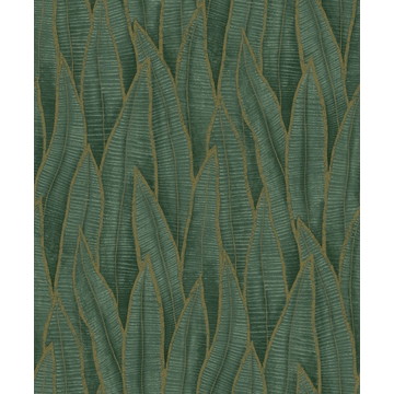 Sansevieria RIOC 20183 79 14