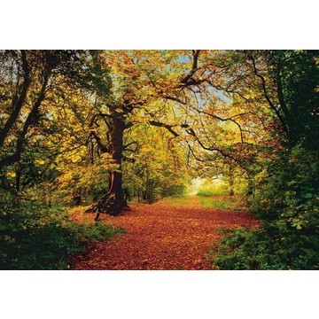 Autumn Forest 8-068
