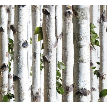 Young birches forest 8888-154