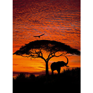 African sunset 4-501